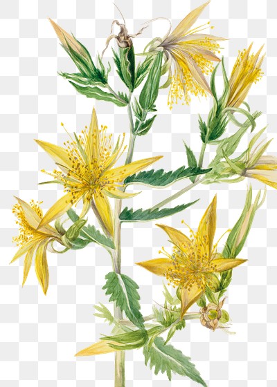 Mentzelia laevicaulis flowers png illustration