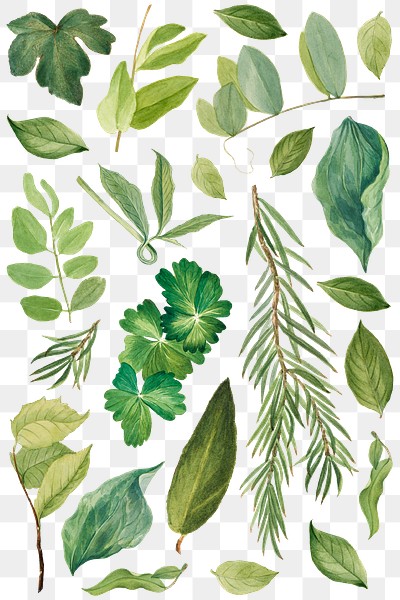 Green leaves png botanical vintage | Free PNG - rawpixel