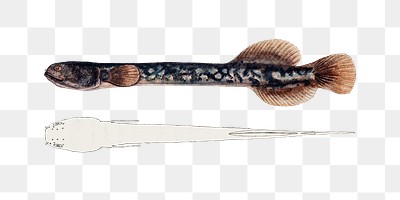 Hand drawn brown mudfish png | Premium PNG Sticker - rawpixel