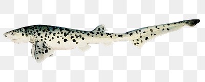 Broadnose sevengill shark png marine life hand drawn illustration