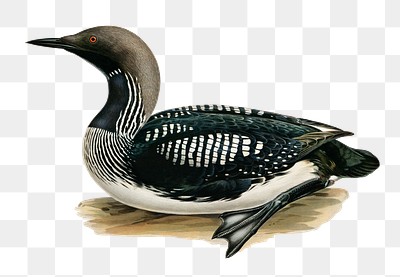 Png sticker black-throated loon bird hand drawn