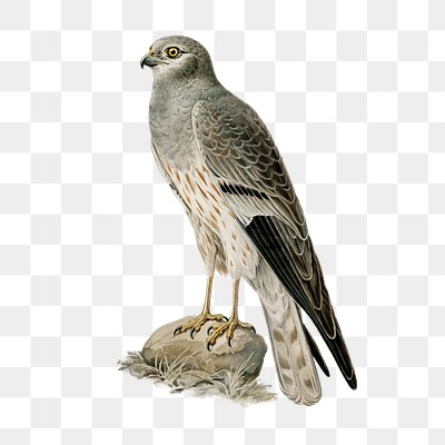 Png sticker montagu&#39;s harrier bird hand drawn