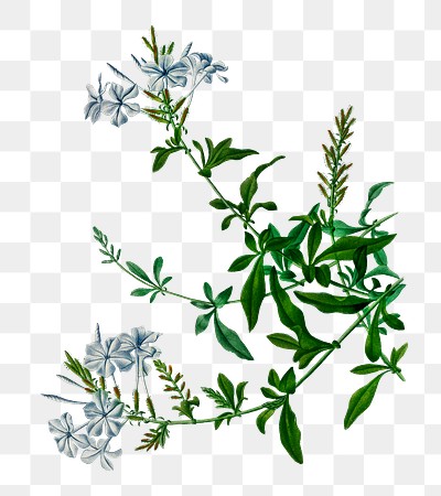 Vintage cape leadwort png plant, remix from artworks by Charles Dessalines D&#39;orbigny