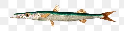 Vintage European barracuda png fish, remix from artworks by Charles Dessalines D&#39;orbigny