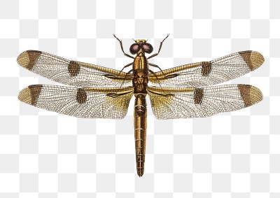 Vintage painted skimmer png insect, | Premium PNG Sticker - rawpixel