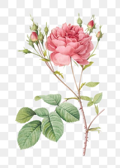 Vintage blooming Cumberland rose transparent | Premium PNG Sticker ...