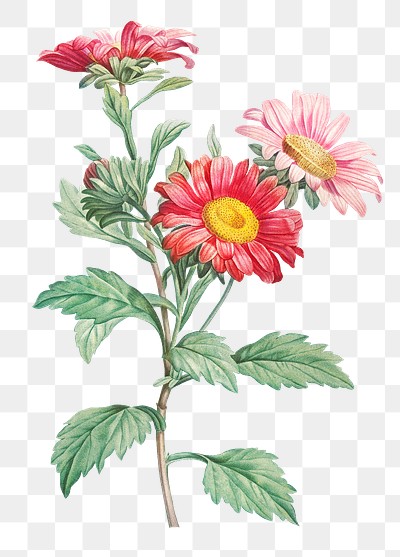 Vintage aster flowering plant transparent | Premium PNG Sticker - rawpixel