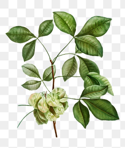 Hoptree flowering plant transparent png