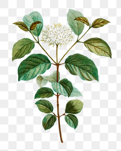 Common dogwood plant transparent png | Premium PNG Sticker - rawpixel