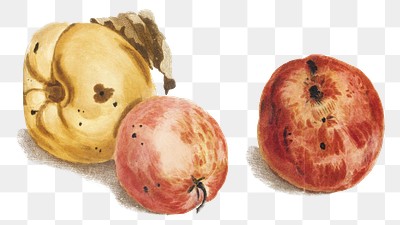 Apple and quince fruit png sticker vintage illustration