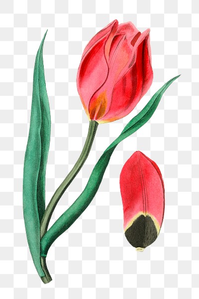 Vintage tulip flower png blooming | Premium PNG Sticker - rawpixel