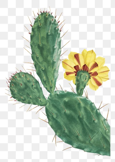 Hand drawn Cactus Opuntia Tuna | Free PNG Sticker - rawpixel