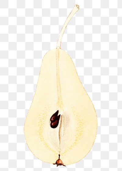 File:Fruit-pear.png - Vintage Story Wiki