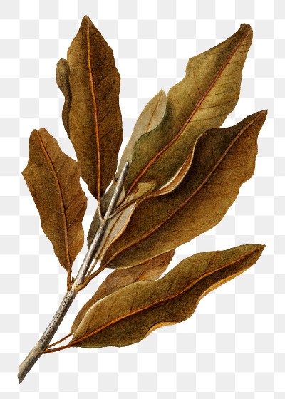 Vintage macadamia leaves transparent png. Digitally enhanced illustration from U.S. Department of Agriculture Pomological Watercolor Collection. Rare and Special Collections, National Agricultural Library.