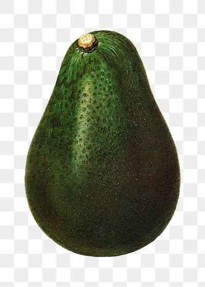 Vintage avocado transparent png. Digitally enhanced illustration from U.S. Department of Agriculture Pomological Watercolor Collection. Rare and Special Collections, National Agricultural Library.