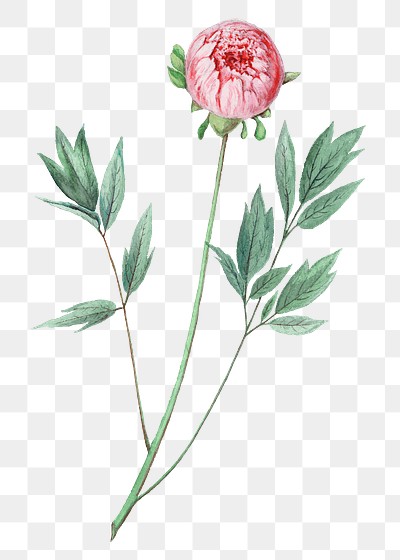 pink flower drawing