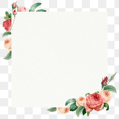 Pink cabbage rose squared frame | Premium PNG - rawpixel