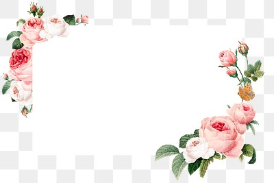 Pink cabbage rose rectangled frame | Premium PNG - rawpixel