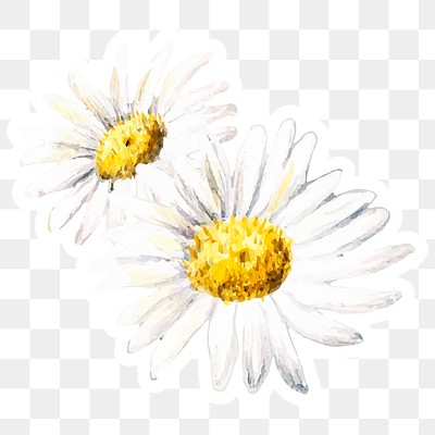 Daisy watercolor white flower sticker | Premium PNG Sticker - rawpixel