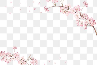 Pink cherry blossom flower branch | Premium PNG - rawpixel