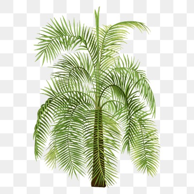 Botanical palm tree png sticker, | Premium PNG Sticker - rawpixel