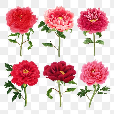 Premium PSD  A pink peony flower on transparent background png clipart