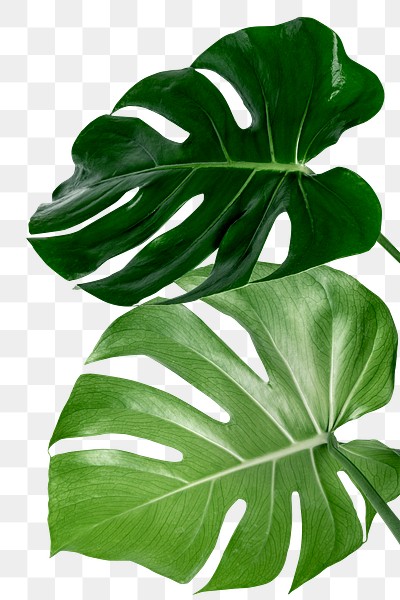 Split leaf philodendron, monstera plant | Premium PNG Sticker - rawpixel