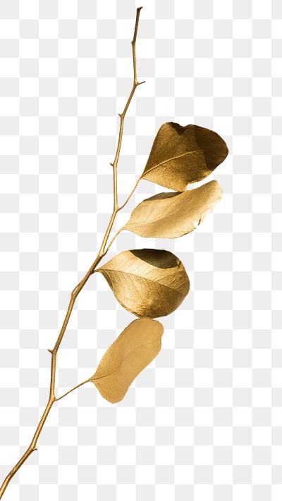 Eucalyptus round leaves painted gold | Premium PNG Sticker - rawpixel