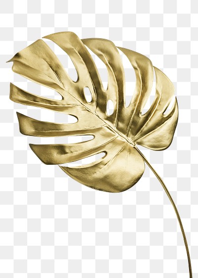 Shiny golden monstera leaf transparent png