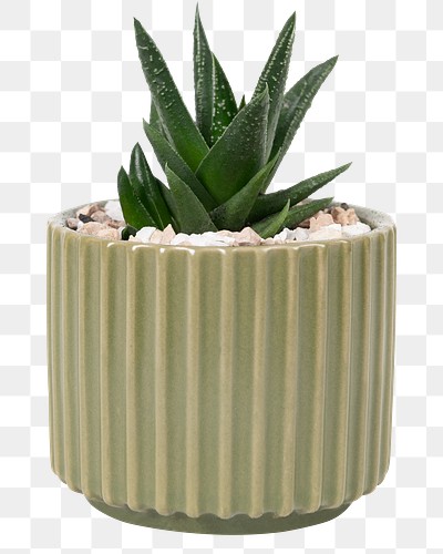 Aloe vera plant png mockup in a cute pot