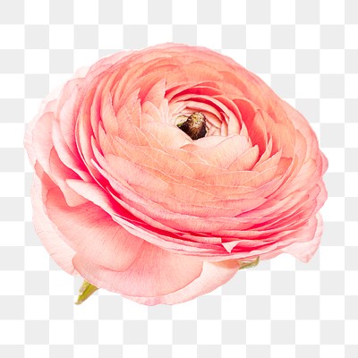 Blooming pink ranunculus flower transparent | Premium PNG Sticker ...