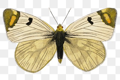 Yellow butterfly png sticker, insect transparent background