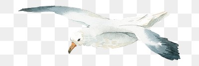 Watercolor painted seagull transparent png | Premium PNG Sticker - rawpixel