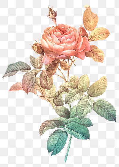 Vintage rose illustration transparent png design remix from original artwork by Pierre-Joseph Redout&eacute;.