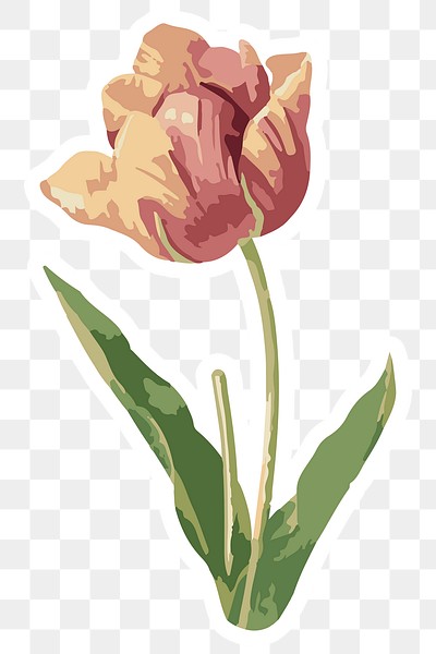 Vectorized tulip flower sticker overlay | Free PNG Sticker - rawpixel