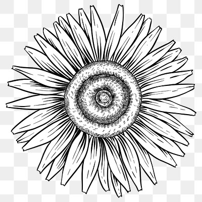 White sunflower sticker design element | Free PNG Sticker - rawpixel