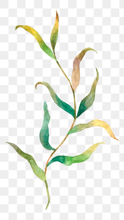 Png watercolor leaves on a branch sticker