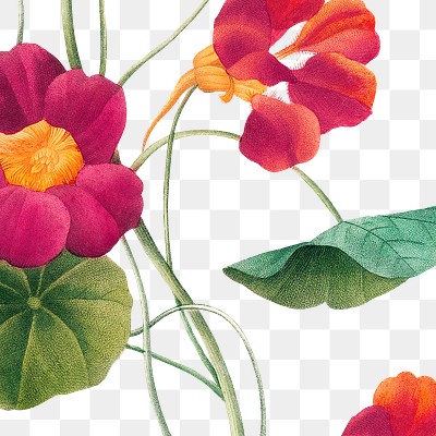 Png monk's cress flower sticker | Premium PNG Sticker - rawpixel