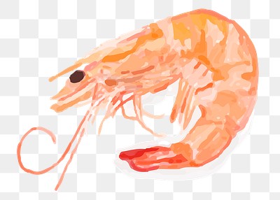 Food shrimp png sticker hand | Premium PNG Sticker - rawpixel