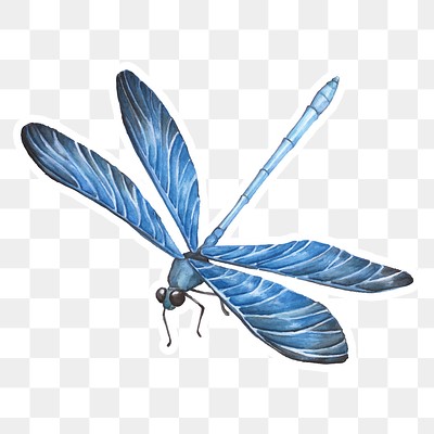 Hand drawn blue dragonfly png | Premium PNG Sticker - rawpixel