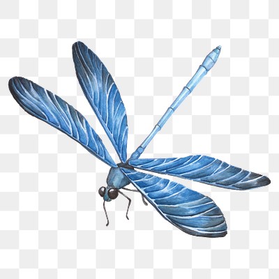 Hand drawn blue dragonfly transparent | Premium PNG Sticker - rawpixel