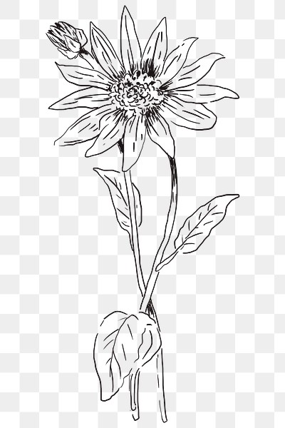 Hand drawn coneflower transparent png | Premium PNG Sticker - rawpixel