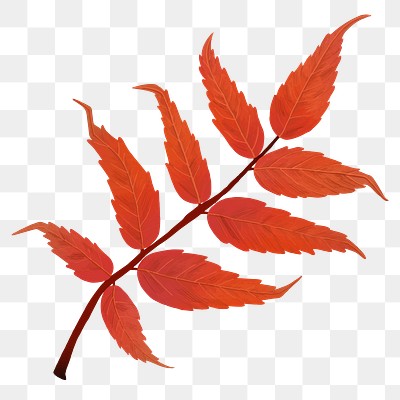 Png hand drawn sumac element fall leaf