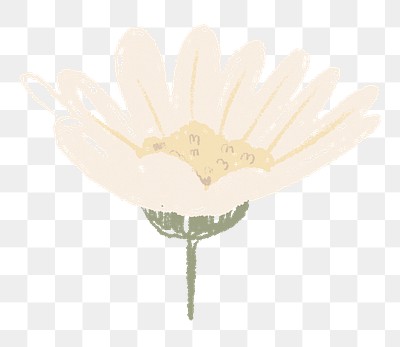 Daisy png flower sticker white illustration