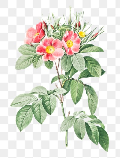 Blooming pink rosebush | Free stock illustration | High Resolution graphic