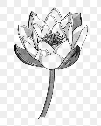 Page Shows How Learn Step Step Draw Water Lily Flower Stock Vector by  ©Nataljacernecka 207771992