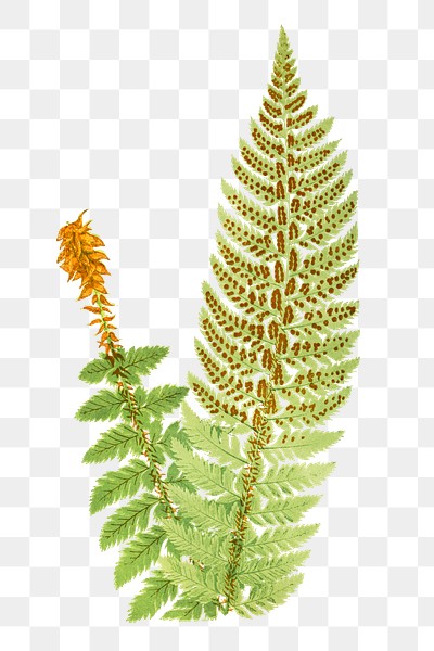 Vintage fern illustration png