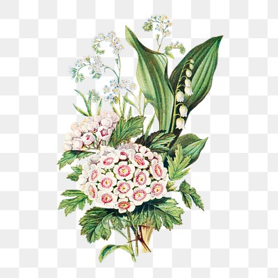 Flower bouquet png | Free stock illustration | High Resolution graphic