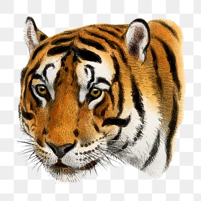 Tiger png sticker, vintage animal | Premium PNG - rawpixel