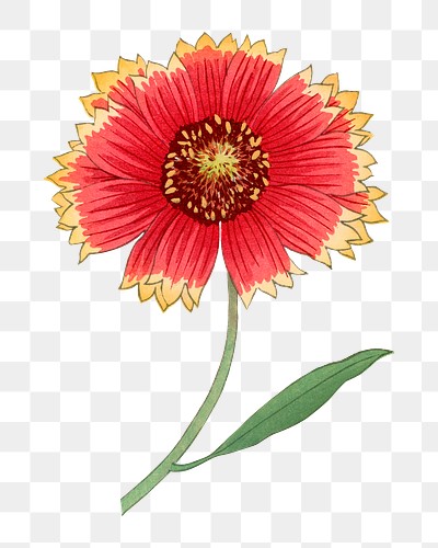 Blanket flower png sticker, vintage | Premium PNG - rawpixel